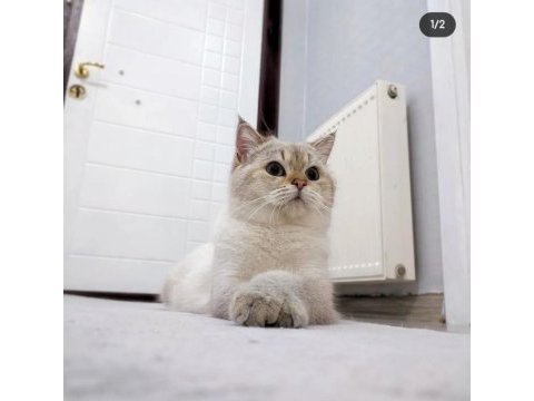 Full secere şampiyon atalar british shorthair