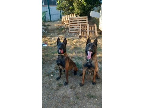 A kalite malinois