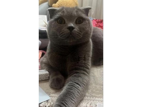 Scottish fold kedimiz