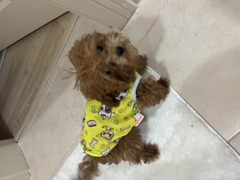 Orjinal toy poodle