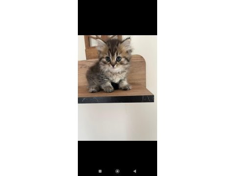 Orjinal ırkta nadir bulunan bir renkte british longhair