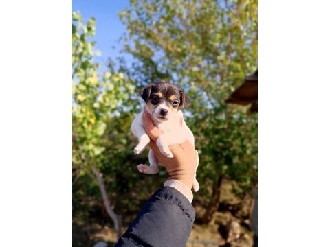 Zeka küpü orjinal jack russell yavrular