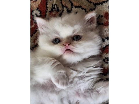 4 tane chinchilla 1 siyah 2 red point 1 turunculu beyazlı