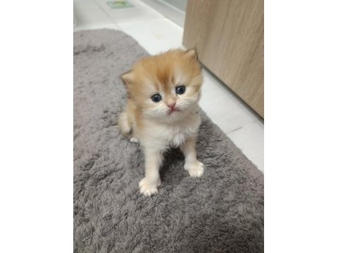 British longhair kedilerimiz