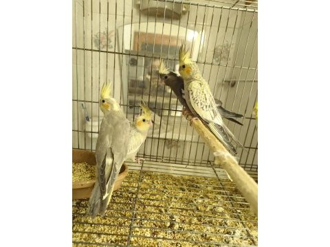 Sultan papağanı yavruları 2 aylık