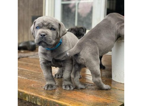 Profesyonel üretim çiftliğinden cane corso yavrular