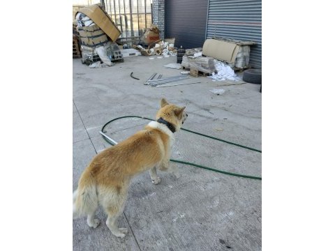 Akita japon akıllı köpeği sadik ve savunmacı