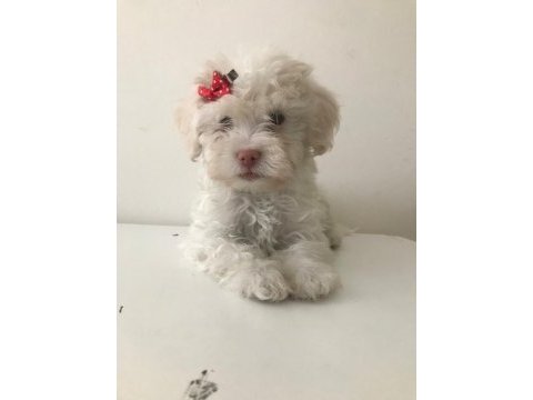 Maltese terrier bebekler