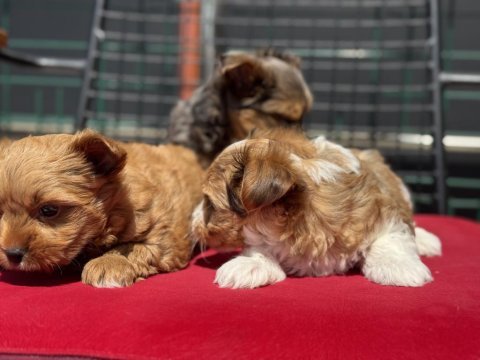 Petmode köpek çiftliğinden tea cup morkie