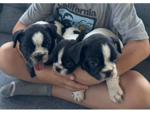 2 aylık french bulldog yavruları