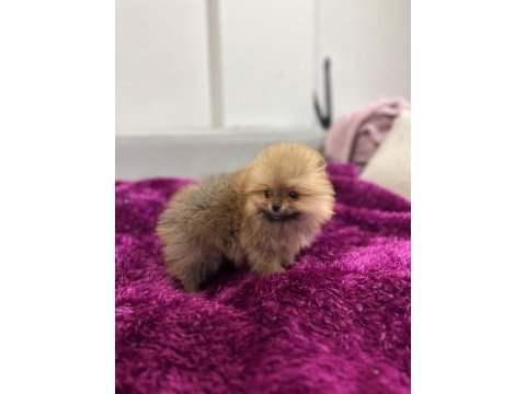 Irk garantılı tea cup pomeranian