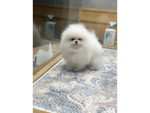 Ayı surat pomeranian boo yavrumuz