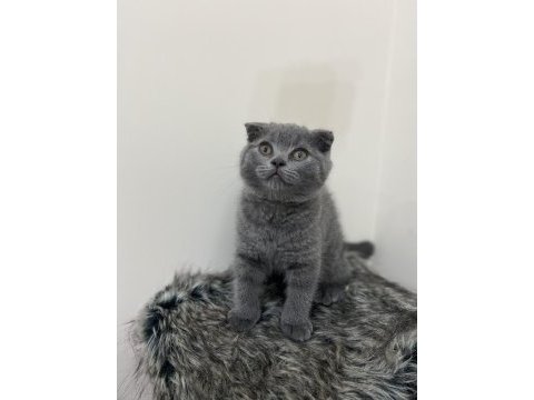 2 aylık scottish fold yavrular 1 dişi 1 erkek