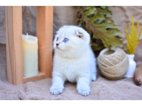 Bembeyaz ns1133 scottish fold shorthair 