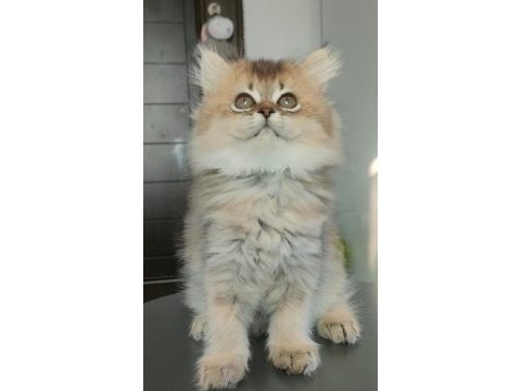 British longhair kedilerim