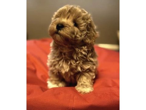 2 aylık maltipoo