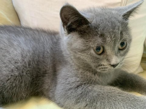 British shorthair sahiplendirme