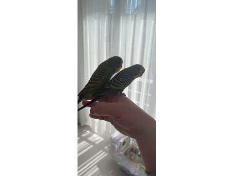 Sahibinden yeni muhabbet kuşu yavrular