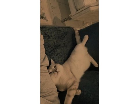 British shorthair golden point kedimiz sahiplendirilecektir