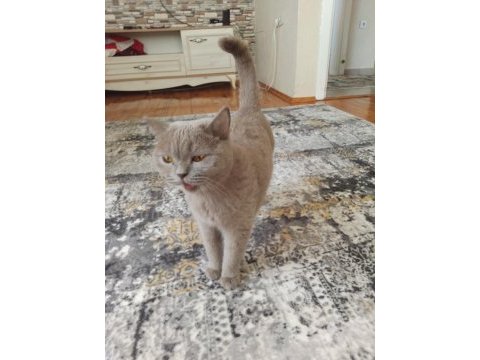 Baba scottish golden tabby anne british shorthair