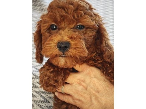 Sağlıklı güzel sevimli poodle yavrular