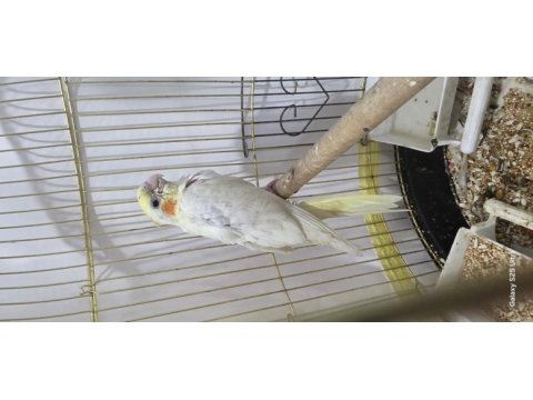 Sultan papağanı yavru 2.5 aylık ele alışkındır