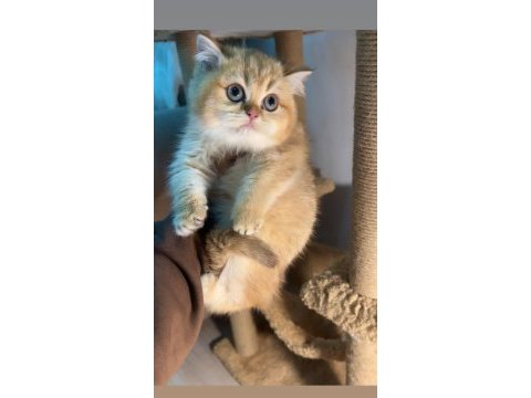 British shorthair golden ny12 dişi