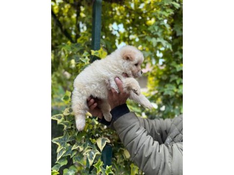 Chow chow bebeklerimiz