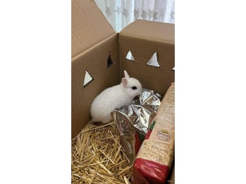Netherland dwarf cüce tavşan çiftliği