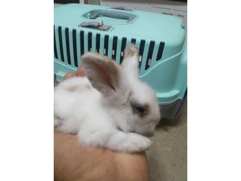 Yavru teddy hollanda lop tavşanı