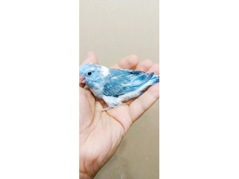 Pied erkek bebek forpus