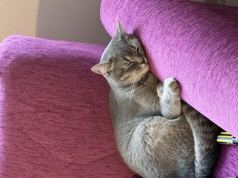 15 aylık dişi british shorthair