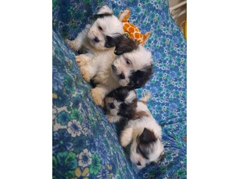 0 boy morkie yavrularım