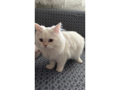 4 aylık erkek british longhair