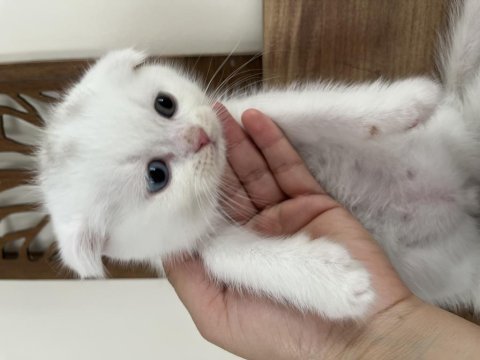 Orjinal ırkta, nadir bulunan bir cins scottish shorthair