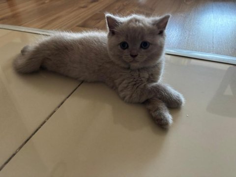 British shorthair kedimiz