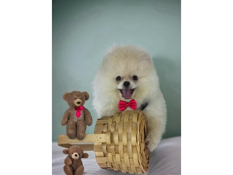 Beyaz renk ayı surat pomeranian boo 2 aylık erkek yavrum