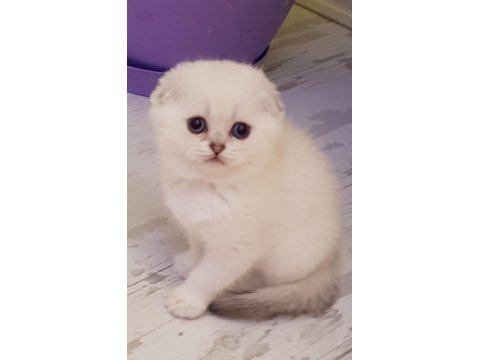 Scottish straight beyaz longhair ve shorthair fold