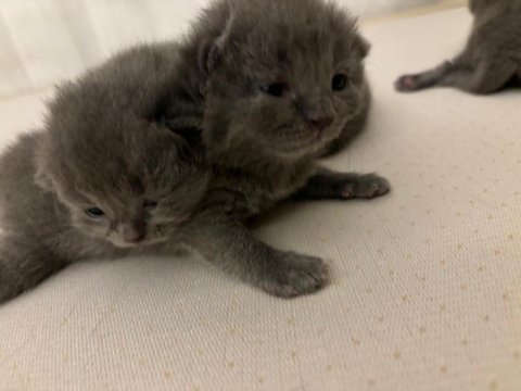 Blue point ve british shorthair