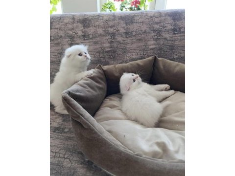 Scottish fold yavrularım