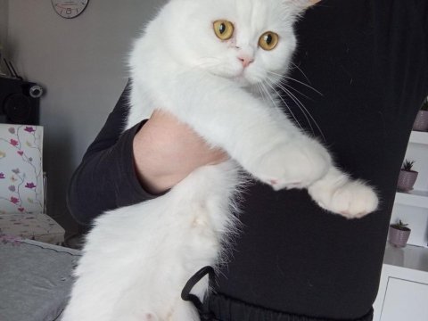 1 yaşında saf dişi iran kedisi