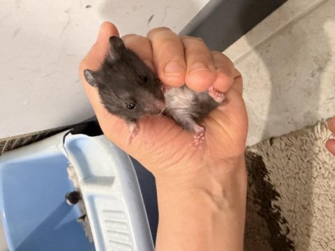 4 kardeş yavru hamster