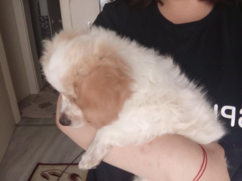Yavru köpeğimizi sahiplendirmek istiyorum