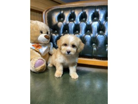 Safkan orjinal a class maltipoo