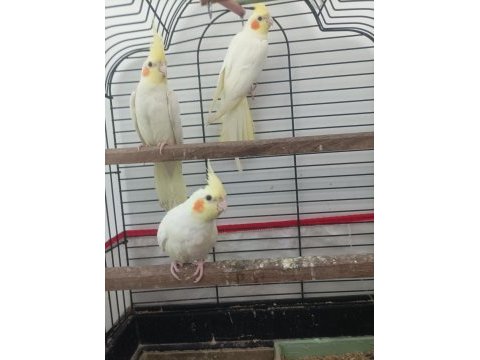 Sultan papağanı lutino yavru 2,5 aylık