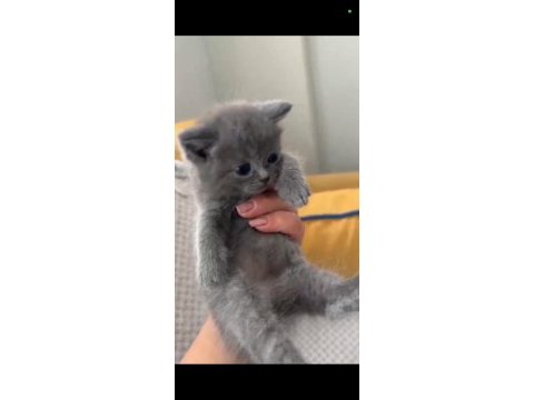 Ponçik kediler yeni yuvalarını arıyor