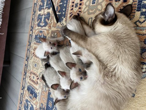 Pamuk siyam kedisi yavrular