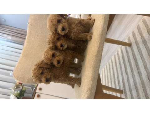 Orjinal maltipoo bebeklerim