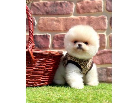 Pomeranian yavrular