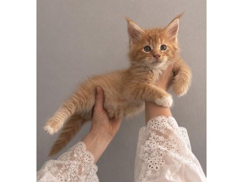 Dev maine coon kediler
